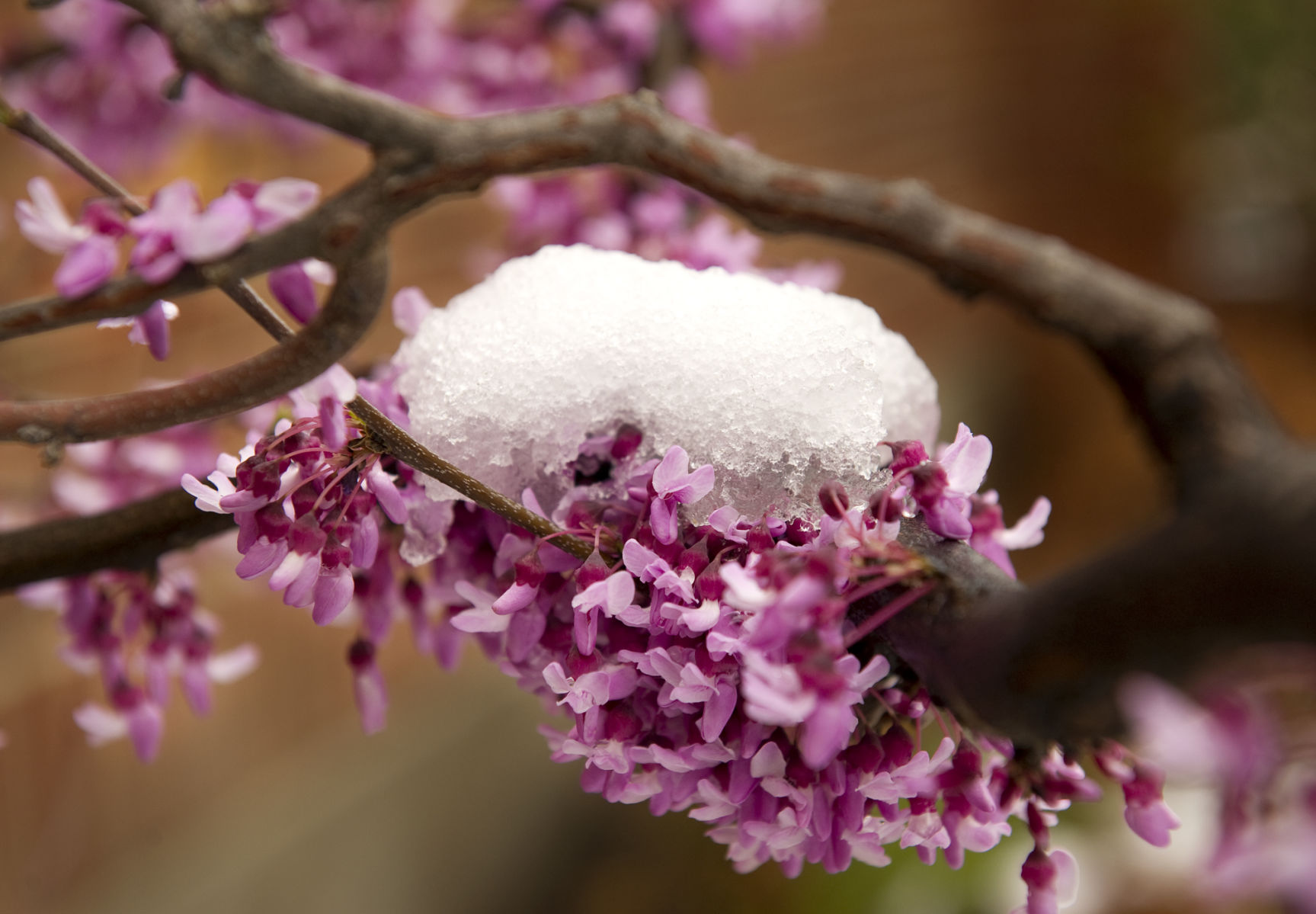 Snow on flowers